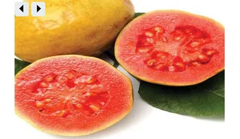 Utiliza la guayaba y sus hojas para combatir la diabetes, curar la colitis, el asma, la gota, el catarro y mucho mas. Mira como debes prepararlo.