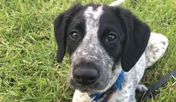 Matan a un perro policía que se salió de control en el aeropuerto de Auckland