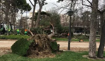 Un niño de cuatro años muere al caerle un árbol