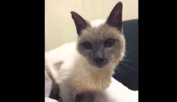 Conoce Scooter, el gato más viejo del mundo