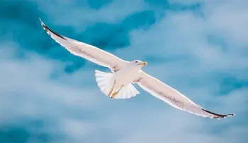 Una gaviota caza a un perro en el jardín de una casa