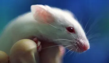  Un anticuerpo humano previene la malaria en ratones, según un estudio 