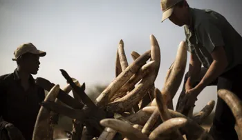 Cae en Tanzania "La Reina del Marfil", presunta traficante china de colmillos de elefante