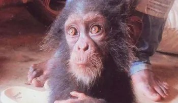 Chimpancé llora sin parar cuando se les acercan los humanos