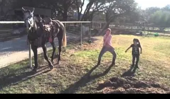 El caballo intenta robarle a la niña el espectáculo del baile 