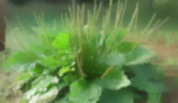 Esta es la planta que puede sanarte de más de 13 enfermedades que le pasas por el lado en tu casa y ni cuenta te das