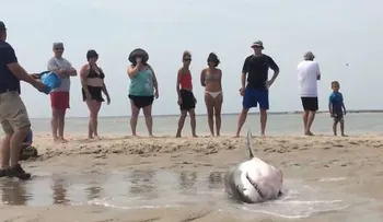 Bañistas rescatan a un tiburón blanco varado en la playa (VIDEO)