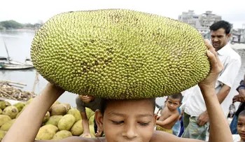 Una fruta puede ayudar con el problema del hambre en la India, pero nadie la quiere
