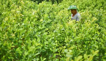 Cultivos de coca en Colombia aumentaron un 39% en un año, según Junta Internacional de Fiscalización de Estupefacientes