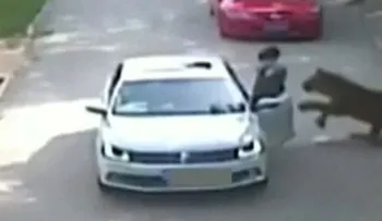 Un tigre mata a una mujer durante safari en China