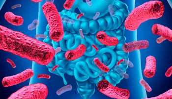 Una bacteria intestinal entrena el sistema inmunitario de los bebés