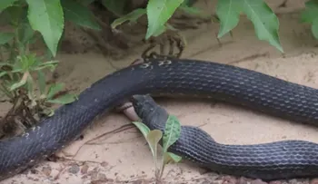 Serpiente regurgita a otra serpiente en este sorprendente video