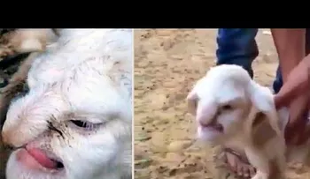 Nace cordero con cara de hombre en Rusia (Video) 