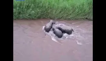 Tres elefantes rescatan a una cría arrastrada por un río