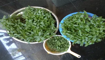 2 porciones de estos vegetales puede rejuvenecer tu cerebro