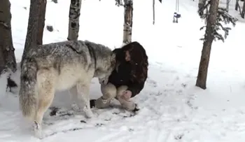 Ella se encontró con un enorme lobo. ¿Habrías pensado que el encuentro terminaría así?