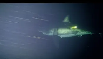 Filman por primera vez cómo descansa un gran tiburón blanco (VIDEO)