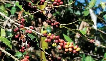 Café de RD logra buen precio internacional