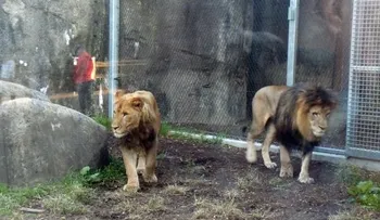 En una lucha mortal, una leona asesinó al padre de sus cachorros en el zoo de Indianápolis y causa conmoción