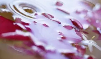 Cola de caballo: Evita las canas, cura los riñones y con efectos para la belleza y la salud de la piel