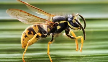 ¿Qué hacer si te pica una avispa?