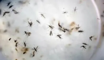 Epidemia zika sigue siendo emergencia sanitaria de alcance internacional