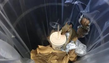 La ardilla del batido de chocolate, la nueva protagonista de los videos callejeros en NY