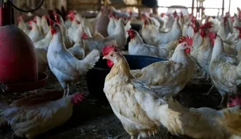 Apresan tres hombres acusados de sustraer 900 pollos en Monte Plata