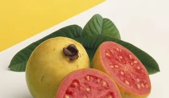 La guayaba: sabor y salud en una sola fruta; sus hojas reducen la disentería y las diarreas
