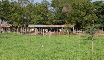 Ganadería plantea recomendaciones para enfrentar sequía