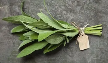 Estas son las propiedades y beneficios de la salvia