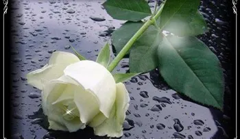 Rosas para el alma  ¡Dios Sabe!