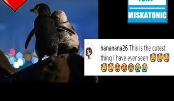 La imagén saca lágrimas de dos pingüinos consolándose por haber perdido sus parejas