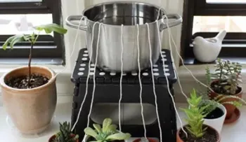 ¿Vas a viajar? Mantén tus plantas regadas con un método súper fácil
