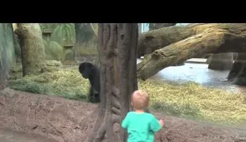 Un pequeño y un gorila se encuentran cara a cara, y los padres estallan en carcajadas
