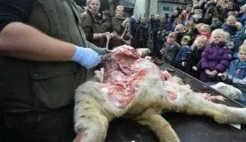 Critican zoológico por disecar león en público, entre ellos niños