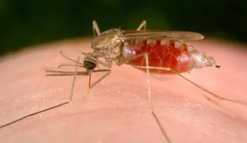 La malaria registró en 2016 cifra más alta en 45 años