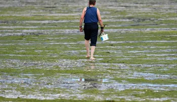 Cierran 21 playas por un alga que causa vómitos y diarreas