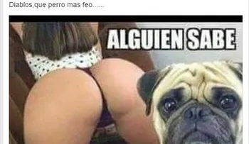 Buscan determinar de que raza es...