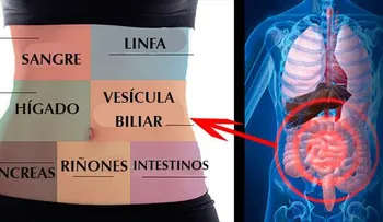 Como desintoxicar cada órgano para no sentirte enfermo o cansado todo el tiempo