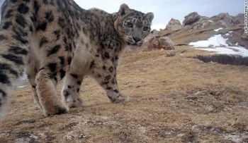 ¿Por qué este leopardo de las nieves ha emocionado a los científicos?