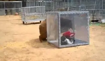 Un oso ataca a una mujer en un cubo de cristal (Video)
