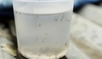  Autoridades sanitarias confirman once casos de zika en Bolivia