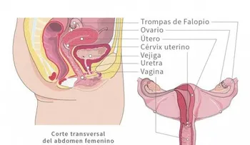 ¡Descubre todo sobre las vaginas!: 20 cosas debes saber 