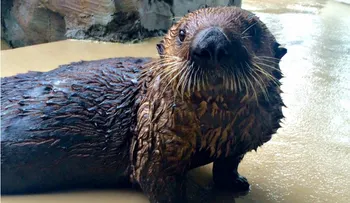 Mishka, la nutria que tiene asma, aprende a usar un inhalador