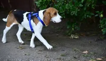 Confirman los perros entienden qué les decimos y cómo lo hacemos (VIDEO)