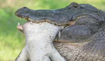 Increíble foto de un caimán devorando a otro caimán más pequeño