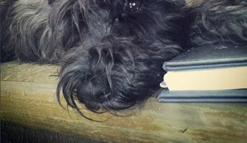 Los perros también sienten celos