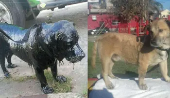 Petróleo, el perro cubierto de brea que sobrevivió y se recupera para ser adoptado