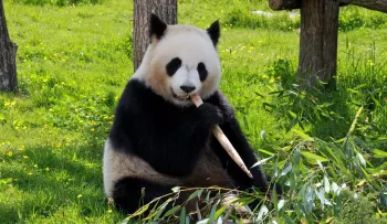 Zoo chino despide a cuidador de pandas que "pastoreó" a uno con una vara